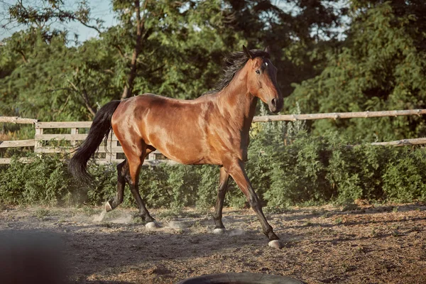 Häst som körs i paddocken på sanden i sommar — Stockfoto