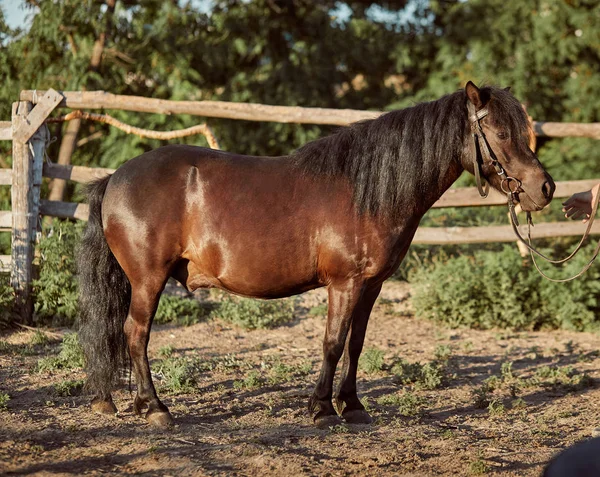 Tethered brown pony standing in the paddock. — Stock Photo, Image