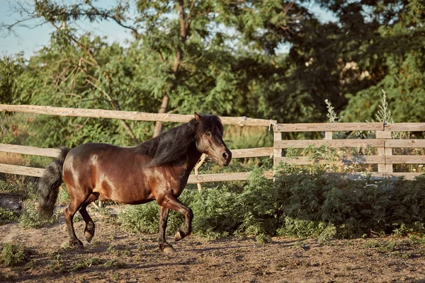 Прив'язаний коричневий поні, що біжить у весло . — стокове фото