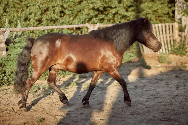 Poney brun attaché courant dans le paddock . — Photo