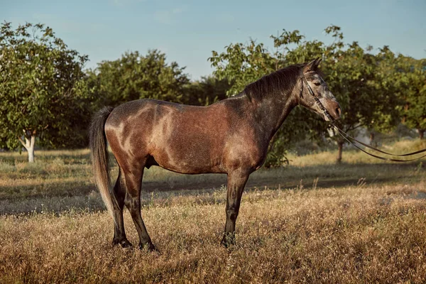 Portrait of bay horse in summer on the field — Stock Photo, Image