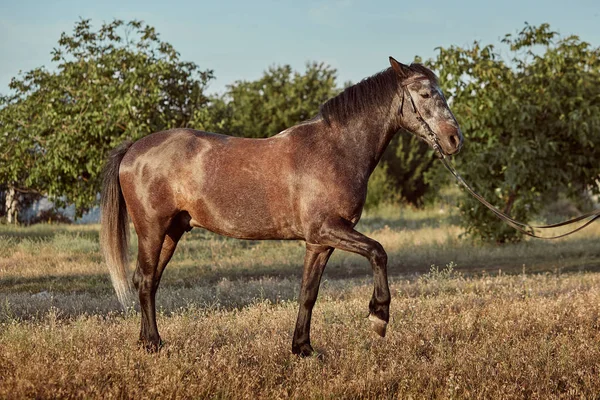 Retrato de cavalo baía no verão no campo — Fotografia de Stock