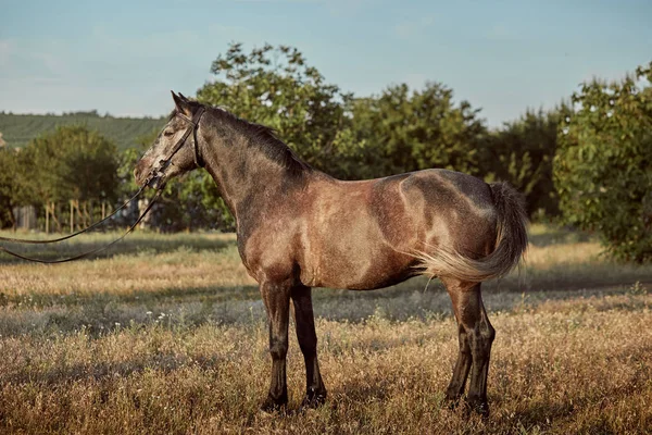 Portrait of bay horse in summer on the field — Stock Photo, Image