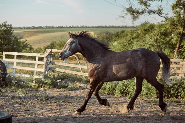 Häst som körs i paddocken på sanden i sommar — Stockfoto