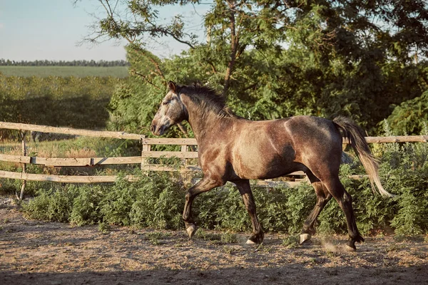 Bonito cavalo na doca. Fazenda. Fazenda . — Fotografia de Stock