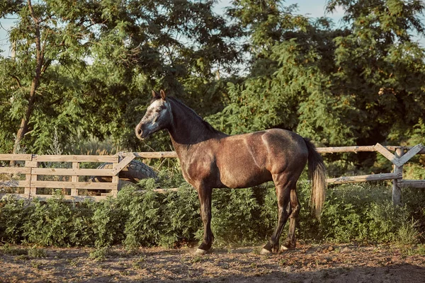 パドックでハンサムな馬。ファーム。牧場. — ストック写真