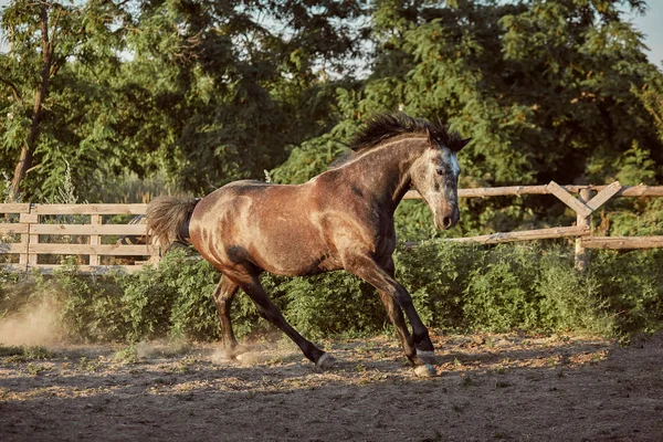 Paard in de paddock waarop het zand in de zomer — Stockfoto