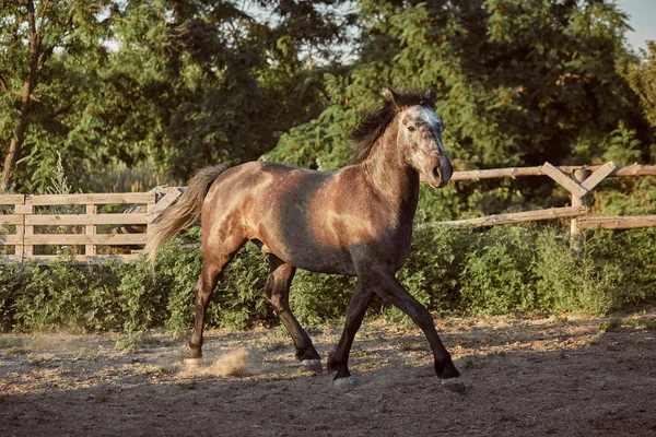 Häst som körs i paddocken på sanden i sommar — Stockfoto