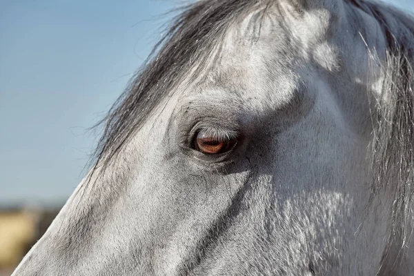 Um close do olho de um cavalo — Fotografia de Stock