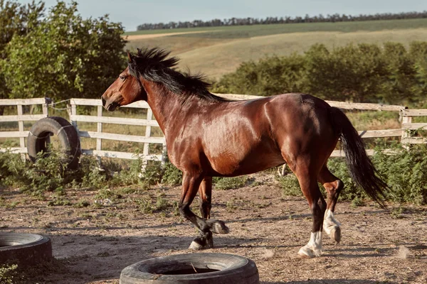 Häst som körs i paddocken på sanden i sommar — Stockfoto