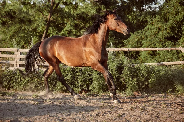 Koń, uruchomiona w padoku na piasku w lecie — Zdjęcie stockowe