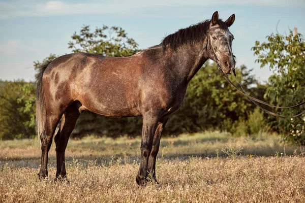 Portrait of bay horse in summer on the field — Stock Photo, Image