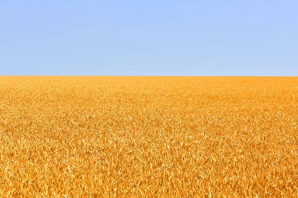 Pozadí zrání žlutého obilného pole na pozadí modré oblohy. Foto příroda. — Stock fotografie