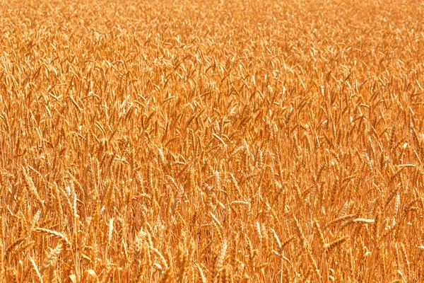 Campo di grano. Orecchie di grano dorato da vicino. Bella Natura Tramonto Paesaggio. Paesaggio rurale sotto la luce del sole. Sfondo di maturazione spighe di prato campo di grano . — Foto Stock
