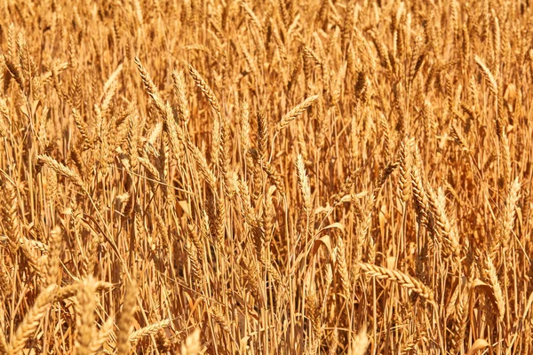 Pšeničné pole. Uši pšenice golden zblízka. Krásná příroda západu slunce krajina. Venkovská krajina pod svítí slunce. Pozadí zrání uši louka pšeničné pole. — Stock fotografie