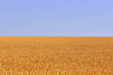 Buğday alan. Altın buğday kulaklar. Güzel doğa. Kırsal manzara parlak güneş ışığı altında. Çayır buğday alan kulakları olgunlaşma, arka plan.