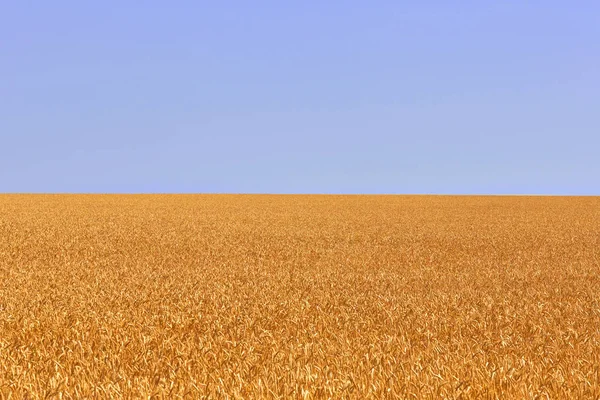 Weizenfeld. Ähren aus goldenem Weizen. schöne Natur. ländliche Landschaft unter gleißendem Sonnenlicht. Hintergrund der reifenden Ähren der Weizenwiese. — Stockfoto