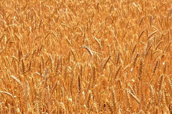 Campo Grano Orecchie Grano Dorato Vicino Bella Natura Tramonto Paesaggio — Foto Stock