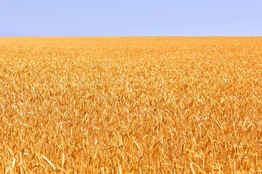 Buğday alan. Altın buğday kulaklar. Güzel doğa. Kırsal manzara parlak güneş ışığı altında. Çayır buğday alan kulakları olgunlaşma, arka plan.