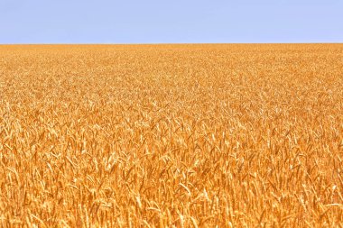 Buğday alan. Altın buğday kulaklar. Güzel doğa. Kırsal manzara parlak güneş ışığı altında. Çayır buğday alan kulakları olgunlaşma, arka plan.