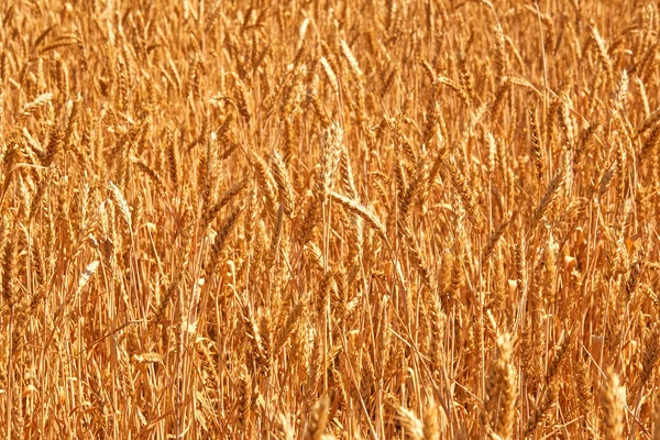 Campos de trigo no final do verão totalmente maduros. Foto da natureza . — Fotografia de Stock