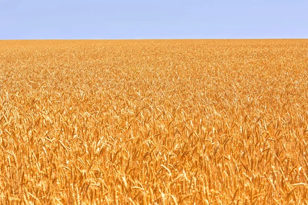 Pšeničné pole. Uši zlaté pšenice. Krásná příroda. Venkovská krajina pod zářící sluneční světlo. Pozadí zrání uši louka pšeničné pole. — Stock fotografie