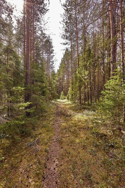 Erdei út alatt naplemente napsugarak. Sáv fut át a nyári lombhullató erdő, Hajnal vagy napkelte. — Stock Fotó