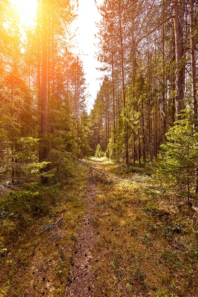 Erdei út alatt naplemente napsugarak. Sáv fut át a nyári lombhullató erdő, Hajnal vagy napkelte. — Stock Fotó