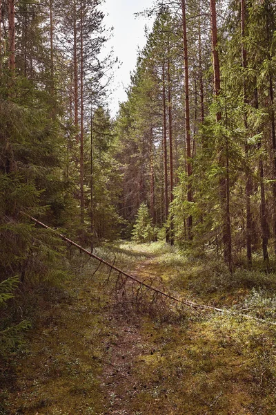 Лесная дорога под лучами заката. Лэйн, бегущий через летний лиственный лес на рассвете или на восходе солнца . — стоковое фото