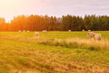 Samanlık hasat tarım alanı manzara. Tarım alanı haystack edersiniz. Samanlık alan panorama.