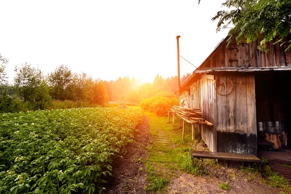 Čelní pohled na dřevěném domku v ruské vesnici ve slunečný letní den — Stock fotografie