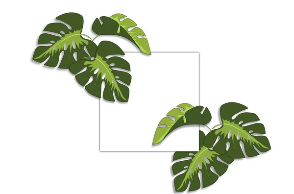Ramme og tropiske blader Monstera på hvit bakgrunn - plass for tekst . – stockfoto