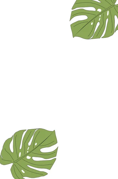 モンステラの葉テクスチャ、白い背景の上の穴パターンを持つ大きな常緑の熱帯のジャングルのヤシの葉 — ストック写真