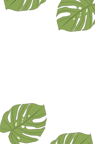 Монстера Делічоса текстура листя, великий вічнозелений тропічний листя пальми джунглів з візерунком отвору на білому тлі — стокове фото