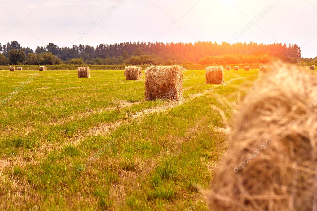 Haystack harvest agriculture field landscape. Agriculture field haystack view. Sun flare