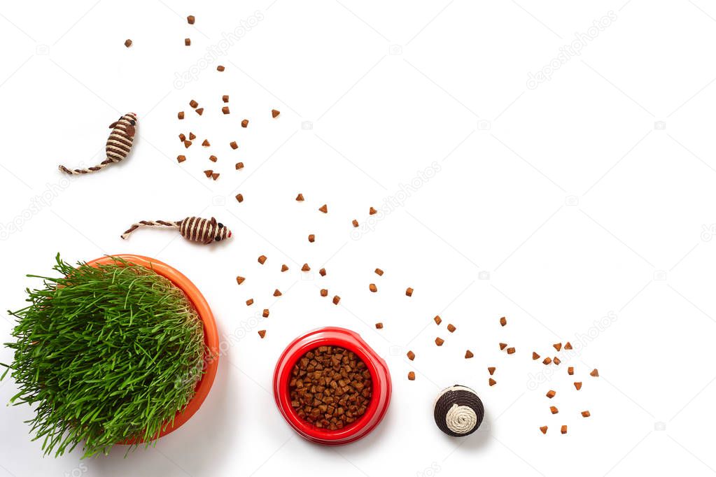 Flat lay composition with accessories for a cat isolated on white background. Pet care.