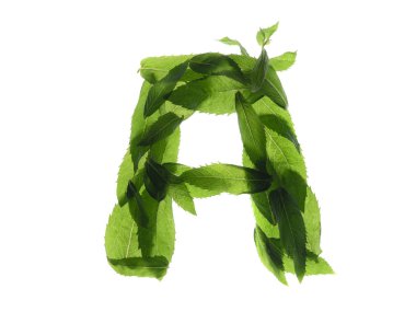 Beyaz arkaplanda izole edilmiş nane yapraklarından oluşan İngiliz alfabesi.