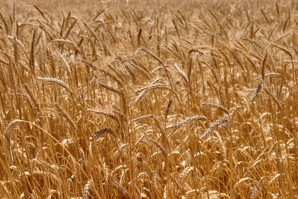 Acerca de un tiro de un cultivo de trigo maduro amarillo en un campo rural. Paisaje con escarabajos dorados. Cosecha de verano. Concepto de negocio agrícola. — Foto de Stock