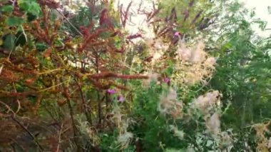 Bitki ve ağaçlardan oluşan yeşil dallar ve yapraklar rüzgarda sallanıyor. Bir güneş ışığı parlıyor. Sonbahar. Hareketi kapat.