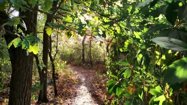 Tournage vidéo d'un beau sentier forestier entre herbe verte et plantes. Un rayon de soleil brille brillamment à travers la cime des arbres. Automne . — Video