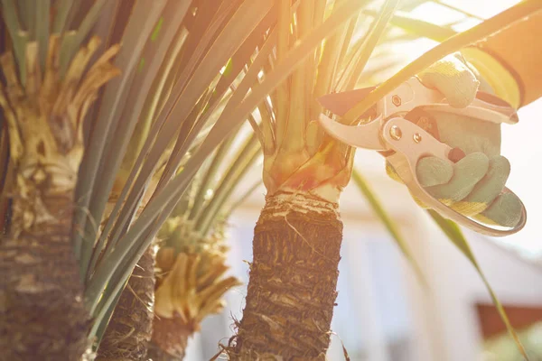 Hand of unknown gardener in colorful glove is trimming green yucca or small palm tree with pruning shears on sunny backyard. Pruning tool. Close up — Stock Photo, Image