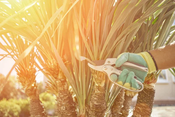 Mão de pessoa irreconhecível em luva colorida é aparar iúca verde ou palmeira pequena com tesouras de poda no pátio ensolarado. Fechar — Fotografia de Stock