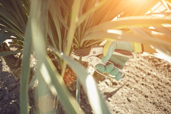 Hand of unknown human in colorful glove is cutting green yucca or small palm tree with pruning shears on sunny garden. Landscaping backyard. Close up — Stock Photo, Image