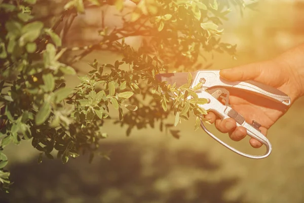 Bare hand of unknown human is clipping green twig of a tree with sharp pruning shears in sunny garden. Worker is landscaping backyard. Close up — Stock Photo, Image