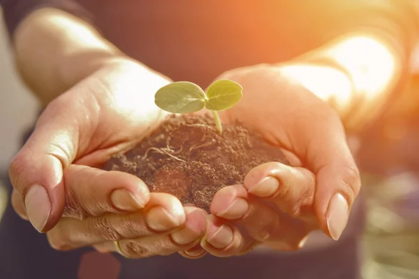 Woman agronomist is holding handful of soil with green seedling for spring planting. Concept of nature and agriculture. Sunny day, close up — Stock Photo, Image