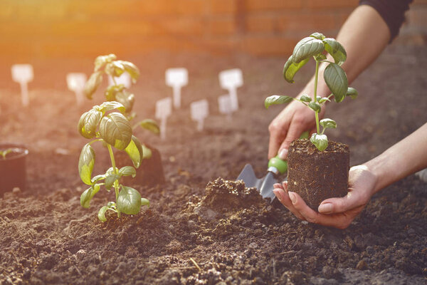 Hand of unknown gardener is using small garden shovel and holding young green basil seedling or plant in soil. Sunlight, ground. Close-up