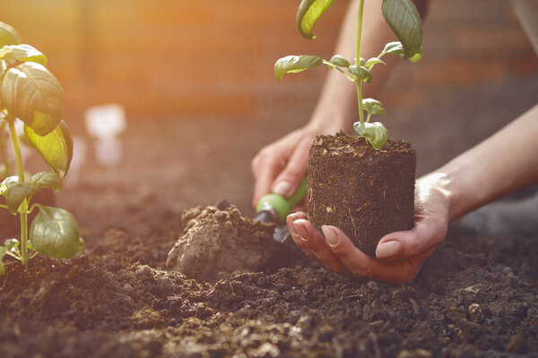 Hand of unrecognizable gardener is digging by small garden shovel and holding young green basil seedling or plant in soil. Sunlight, ground. Close-up