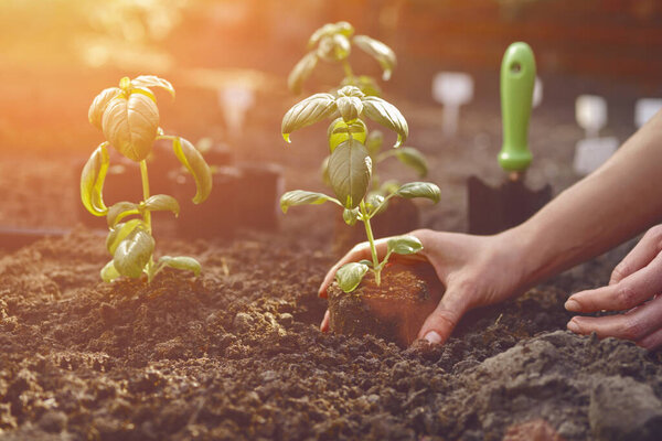 Hands of unknown woman are planting young green basil sprout or plant in black ground. Sunlight, soil, small garden shovel. Close-up