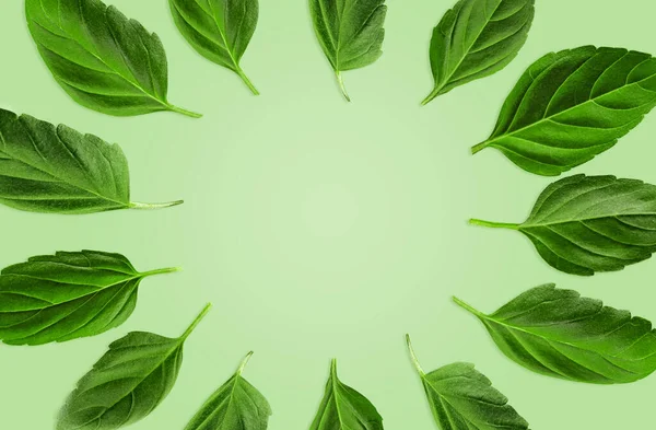 Las hojas verdes de albahaca se colocan en círculo sobre fondo de menta. Patrón botánico, collage. Cerrar, copiar espacio, vista superior — Foto de Stock