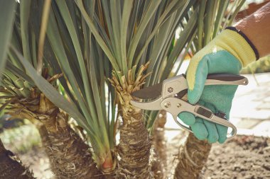 Hand of unrecognizable grower in colorful glove is clipping green yucca or small palm tree with pruning shears in sunny park. Pruning tool. Close up clipart